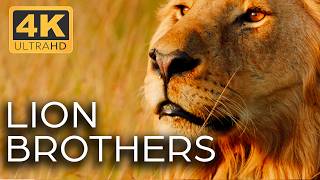 Lions Kings of the Savannah  Roar of the Wild Ep 1  4K UHD Documentary [upl. by Anirrok614]