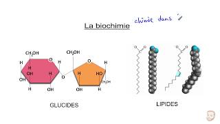 Biochimie  Les glucides et les lipides [upl. by Marron833]