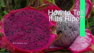 How to Tell When a Dragonfruit is Ripe  What it Tastes Like [upl. by Kinnon]