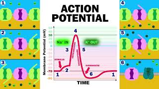 THE ACTION POTENTIAL [upl. by Lindell]