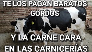 ¿ES NEGOCIO ENGORDAR BECERROS LECHEROS HOLSTEIN SUIZO AMERICANO Y JERSEY [upl. by Eiba]