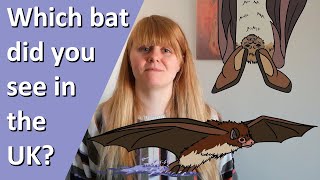 Different types of bats found in the UK 12 species to see in your garden  UK Wildlife Species [upl. by Trebuh957]