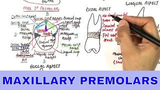 Anatomy of Maxillary Premolars  Tooth Morphology [upl. by Bennir]