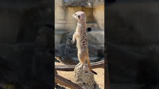 Meerkat can talk you know cotswoldwildlifepark5928 CarolineLeBourgeois [upl. by Floeter]