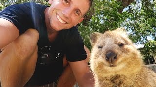 THE HAPPIEST ANIMAL ON THE PLANET  Quokkas of Rottnest Island [upl. by Bayless]