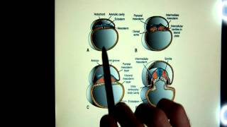 extraembryonic membranes [upl. by Ycrep557]