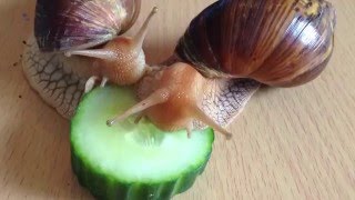 Timelapsed Giant African Land Snails Eat Cucumber [upl. by Francisca]