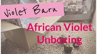 Violet Barn African Violet Unboxing [upl. by Danielson814]