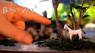 My Orange Bonsai and Casting Cement Part 1 The Bonsai Zone Feb 2021 [upl. by Naig]