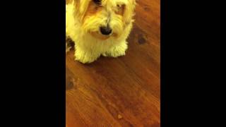 Havanese Puppy Training [upl. by Alick]