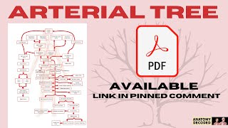 3D Arterial Tree Anatomy  Blood Supply of All Regions of the Body anatomydecoded [upl. by Airamalegna]