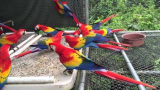 Guacamayas libres [upl. by Enelyk183]