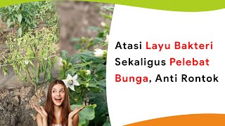 Atasi Layu Bakteri Sekaligus Pelebat Bunga Aman Tanpa Rontok Bunga [upl. by Leilah825]