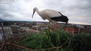 Storchennest Freilassing  Schrecken in der Nacht aber sie kommt zurück  18032024 [upl. by Adnert]