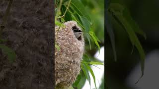 European penduline tit 🐦  Remiz pendulinus birds funnyanimals wildlife nest birdsnest [upl. by Delphine]