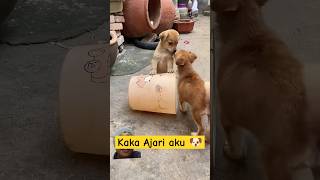 Kaka Ajari aku dong ⁉️ dubbing dog comedy [upl. by Moia]