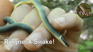 The Southern Ringneck Snake Everything You Need To Know 4K [upl. by Dov]