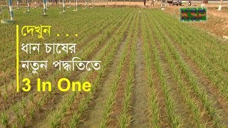 নতুন পদ্ধতিতে ধান চাষ  New technology in agriculture [upl. by Bates]