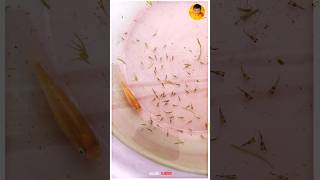 First Time In தமிழ்  Molly Fish Laying 85 Frys is 1Sce 💥🤩 [upl. by Aramak]