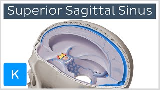 Superior sagittal sinus  Location amp function Human Anatomy  Kenhub [upl. by Lajib181]