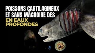 Exploration des Mystères des Poissons sans Mâchoire et Cartilagineux Partie 2 [upl. by Zeugirdor]