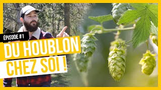 HOUBLON CULTIVER CHEZ SOI  ÉPISODE 1 [upl. by Einnaj]