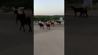 In the evening the goats are returning from the gaucha to graze [upl. by Thar]