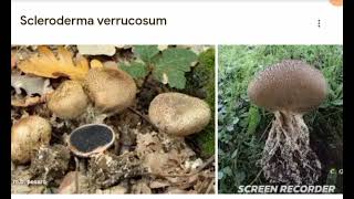 Scleroderma verrocosum [upl. by Kersten]