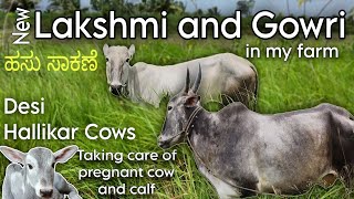 Cow farming in karnatakaTaking care of pregnant Hallikar cowHallikar cow farmcow farming kannada [upl. by Ahk]