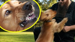 Dog BITES Its Owner How I Fix It Quickly [upl. by Antoine]