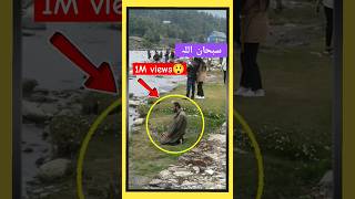 Kashmiri man 😳 viral huva Video ‼️ shorts feed Kashmir  trending kashmiri reels 2024  kalkharabs [upl. by Arahk683]