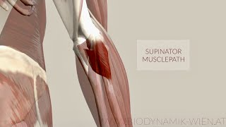 Supinator Muscle Musclepath Origin Insertion 3D Animation [upl. by Gurias]