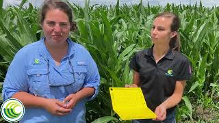 How to set up a corn rootworm beetle sticky trap [upl. by Paige]