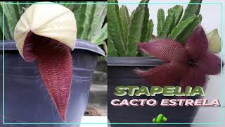 STAPELIA HIRSUTA OU CACTO ESTRELACOMO CULTIVARlindasfloresmalcheiropolinisadoressolplenomoscas [upl. by Fabron240]