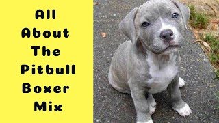 All About The Pitbull Boxer Mix The Bullboxer Pit [upl. by Elizabeth]