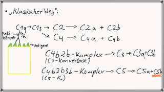 Biochemie 7  Immunsystem Teil 31 Komplementsystem I [upl. by Chapman]