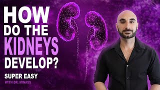 Embryology of the Kidney Easy to Understand [upl. by Aneele]