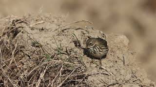 Pispola Anthus pratensis Meadow pipit [upl. by Jessika]