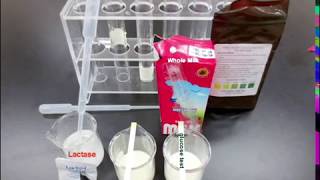 Identifying Milk with Lactase and Glucose Strips [upl. by Godwin303]