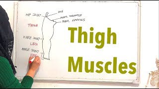 Thigh muscles  Lower limb muscles anatomy [upl. by Kyrstin818]