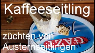 Austernseitlinge auf Kaffeesatz selber züchten [upl. by Yanej]