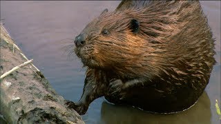 How Do Beavers Build Dams  Nature on PBS [upl. by Eckblad305]