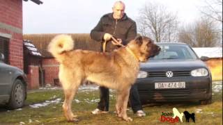 Zelov Kangal  94 cm Shoulder height [upl. by Herrington]