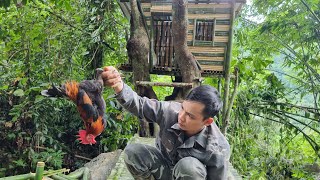 Complete a bamboo house on a tree set a trap to catch wild chickens and survive alone [upl. by Annavaig]