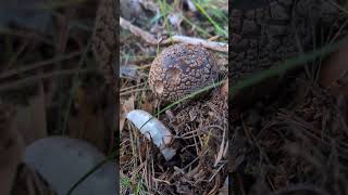 Amanita rubescens Comestible pero mucho ojo [upl. by Nanyk]