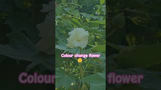 Colour change flower youtubeshorts minivlog vlog nursingstudentlife shorts viralshorts [upl. by Cornwall645]