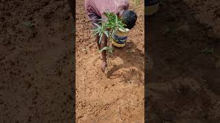 Drenching of tricoderma in plants farming agrico organicfarm [upl. by Annadiane]