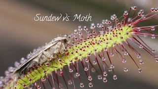 Sundew Vs Moth [upl. by Johnette]