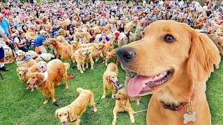 Golden Retriever Sets World Record for largest meetup caught on tape [upl. by Tann]