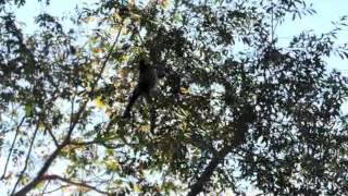 Whitebellied Spider Monkey [upl. by Ellerahs563]